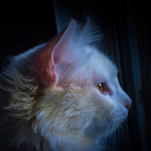 Music for Silly Cats - Calm Cat Music