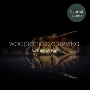 Woodpecker Chirping - Nature Music - Sleepy Times