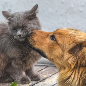 Pure Sleep Music for Pets - Pet Time