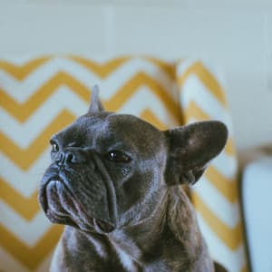 Inspired Backdrop for Calming Your Dog - Relaxing Dog Music Radio