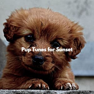 Pup Tunes for Sunset - Playliste Travail à Domicile