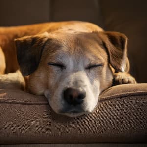 Sonidos Serenos Para Perros: Música Para La Relajación De Los Perros - El Camino