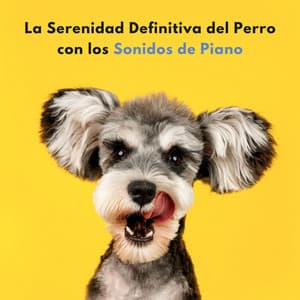 La Serenidad Definitiva Del Perro Con Los Sonidos De Piano - Piano Jazz Lujo