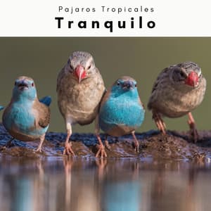A h o r a: Tranquilo - Pajaros Tropicales