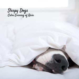 Sleepy Dogs: Calm Evening of Rain - Dog Music Library