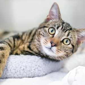 Soothing Music for Cats' Comfort - Ambient Arena