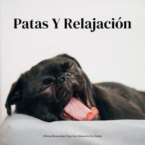 Patas Y Relajación: Ritmos Binaurales Para Una Mascota Sin Estrés - Bestia binaural
