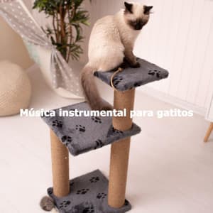 Música instrumental para gatitos - Classy Lounge Playlist