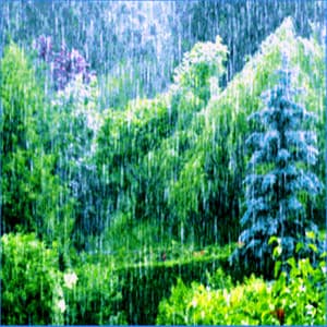 The Living Forest Rain - The Living Forest Rain