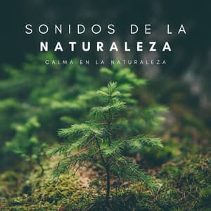 Sonidos De La Naturaleza: Calma En La Naturaleza - Sonidos De La Selva