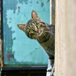 Lofi Cat Playful Moments: Music for Happy Kitty Adventures - LoFi Jazz