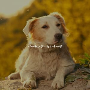 バーキング・セレナーデ - Coffee Shop Smooth Jazz Radio