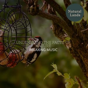 Understand the Facts of Nature - Relaxing Music - Sleepy Times