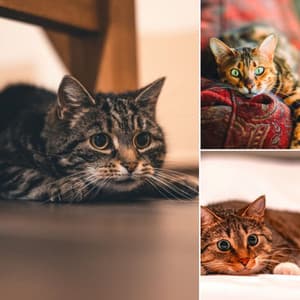 Music for The Cutest Kitten - Música para dormir Gatos