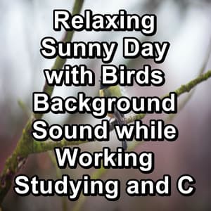 Relaxing Sunny Day with Birds Background Sound while Working Studying and Concentration - The Yoga Studio