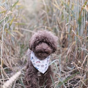 Subtle Jazz Violin - Ambiance for Doggy Summer Chilling - Music for Dogs Moments