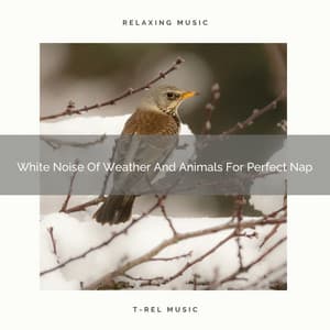 White Noise Of Weather And Animals For Perfect Nap - The Noise Project
