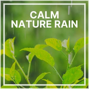 Calm Nature Rain - Rain Meditations