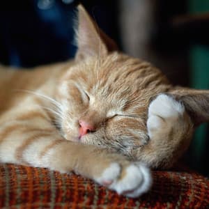 Cats' Dreams Unveiled: The Piano's Rainy Serenity - Life In Legato