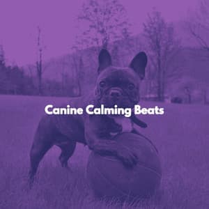 Canine Calming Beats - Relaxing Weekend Jazz