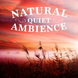 Natural Quiet Ambience - Sweet Baby Sleep Baby