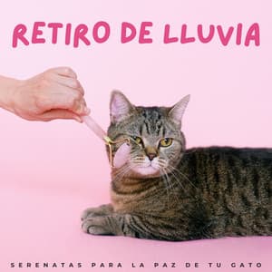 Retiro De Lluvia: Serenatas Para La Paz De Tu Gato - Ritmos de hip-hop de Lofi