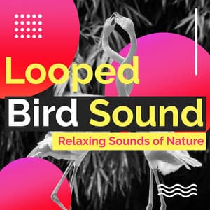 Looped Bird Sound - Relaxing Sounds Of Nature
