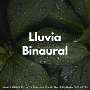 Lluvia Binaural: Suaves Ritmos De Lluvia Para Una Atmósfera Equilibrada Para Gatos - Musica Lluvia Tranquila