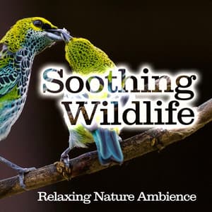 Soothing Wildlife - Relaxing Nature Ambience