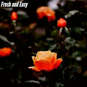 Fresh and Easy - Mattina Jazz