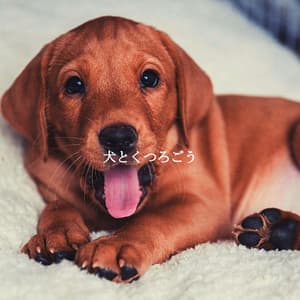 犬とくつろごう - Dinner Jazz Orchestra