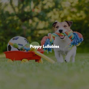 Puppy Lullabies - Elevator Music