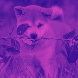 Echoes of Sleepy Puppy Moments - Dog Music Therapy