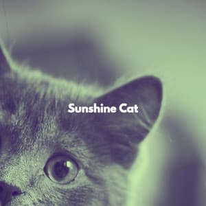 Sunshine Cat - Happy Office Music