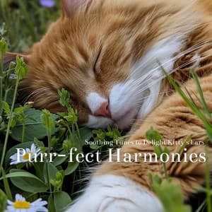 Purr-fect Harmonies: Soothing Tunes to Delight Kitty's Ears - Cat & Calm