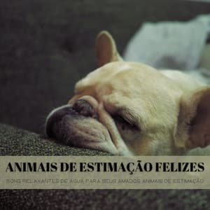 Animais De Estimação Felizes: Sons Relaxantes De Água Para Seus Amados Animais De Estimação - #Calmante