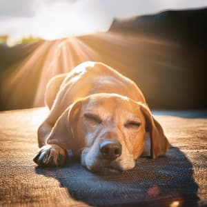 Patitas Junto Al Fuego Para Perros: Sonidos De Guitarra Tranquilos - Caminante de la naturaleza