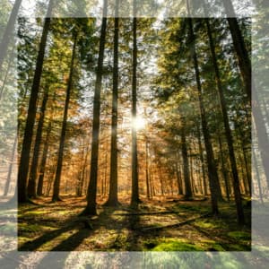 Ambient Dreamscapes - Forest - Dream Supplier