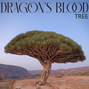 Dragon's Blood Tree - World Music For The New Age