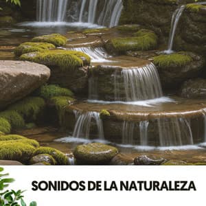 Sonidos de la Naturaleza: Bosque Encantado - Cat Music Therapy