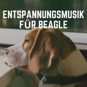 Entspannungsmusik für Beagle - Hundemusik