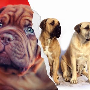 Backdrop for Calming Puppy - High-class Chill Out - Dog Music Library