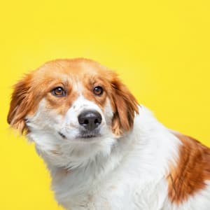 Doggie Jazz Haven: Piano Tunes for Pooches - Classy Piano Jazz Background