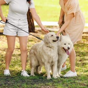 Radiant Retrievers: A Lofi Journey with Loyal Dogs - Cliruma