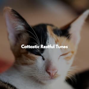 Cattastic Restful Tunes - Música Alegre para Cafeterías