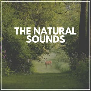 The Natural Sounds - Sounds of Nature Noise