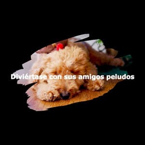 Diviértase con sus amigos peludos - Frühstück Jazz Playlist
