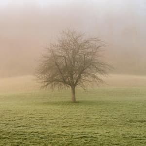 1 Ethos: Fully Alive - Nature Sound Collection