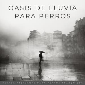Oasis De Lluvia Para Perros: Música Relajante Para Perros Tranquilos - Trambiendo