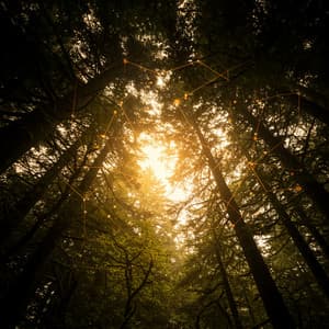 The Light of Harmonic Frequencies - Molecular Clouds